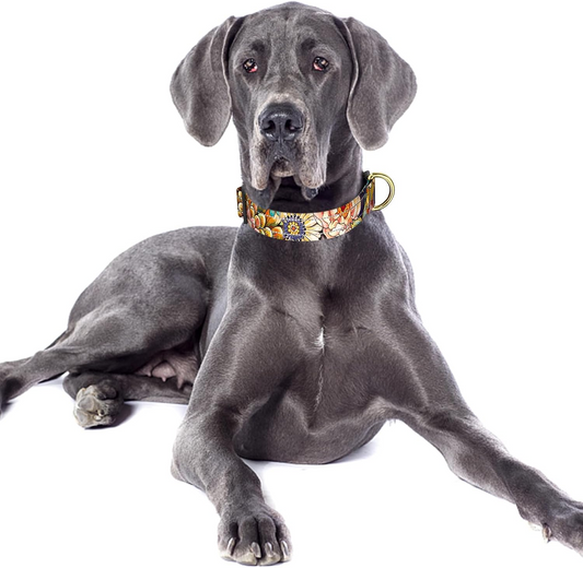 Heavy-Duty Reflective Adjustable Dog Collar | Petcetera